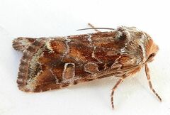 Lacinipolia lepidula