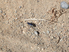 Cicindela coerulea nitida