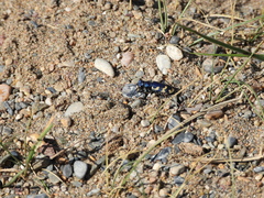 Cicindela coerulea nitida