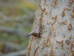 Thelia bimaculata