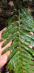 Polystichum squarrosum
