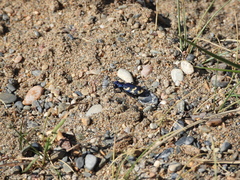 Cicindela coerulea nitida