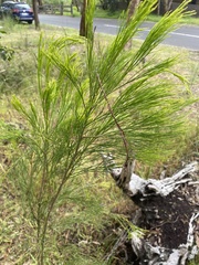 Exocarpos cupressiformis