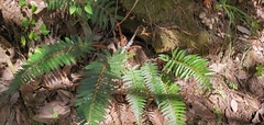 Polystichum squarrosum