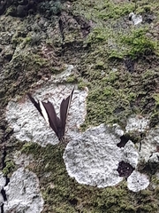 Nymphalini