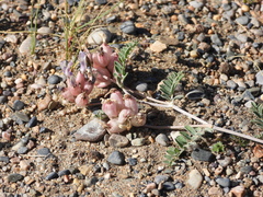 Astragalus nivalis