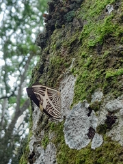 Nymphalini