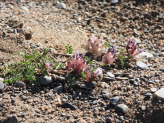 Astragalus nivalis