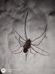 Scytodes globula