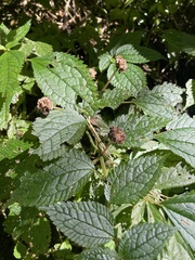 Lecanthus peduncularis