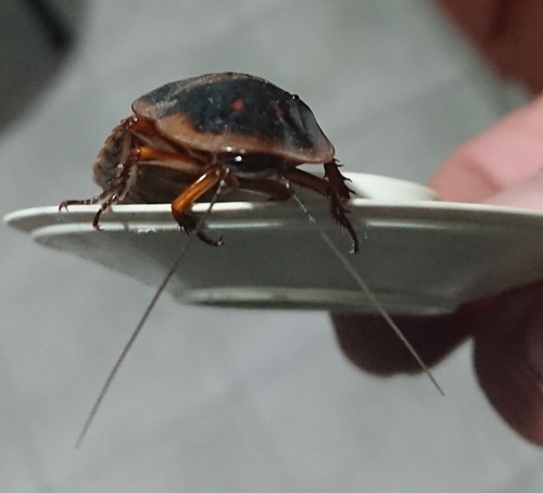 Photo of Dubia Cockroach (Blaptica dubia)