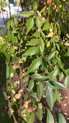 Ulmus parvifolia