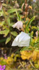 Platycodon grandiflorus