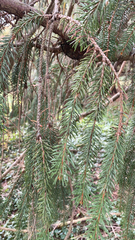 Picea abies