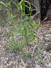 Ixodia achillaeoides