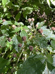 Lecanthus peduncularis