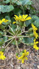 Farfugium japonicum