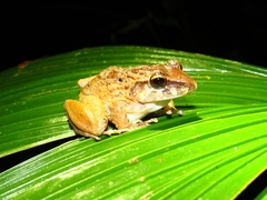 Craugastor fitzingeri