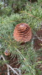 Cedrus