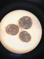 Helicopsyche borealis