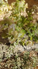 Brickellia californica