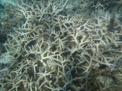 Acropora muricata