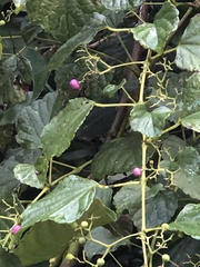 Ampelopsis glandulosa hancei