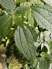 Lecanthus peduncularis