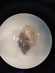 Physa