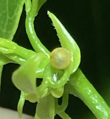 Heraclides cresphontes