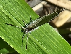 Theclinesthes onycha
