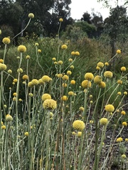 Craspedia variabilis