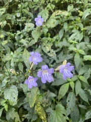 Strobilanthes flexicaulis