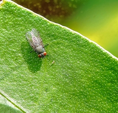Cyclorrhapha