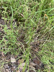 Gonocarpus tetragynus