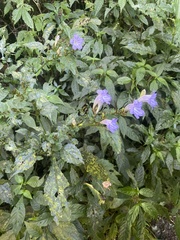 Strobilanthes flexicaulis