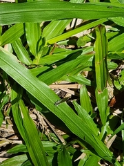 Theclinesthes onycha