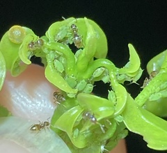 Brachymyrmex obscurior