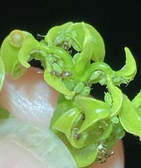 Brachymyrmex obscurior