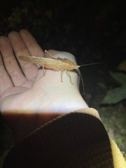 Pyrgocorypha uncinata