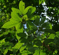 Vitex triflora