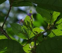Vitex triflora