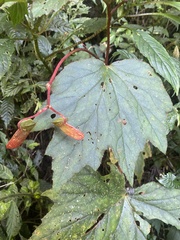 Begonia palmata