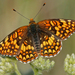 Palouse Checkerspot - Photo (c) Steven Mlodinow, some rights reserved (CC BY-NC), uploaded by Steven Mlodinow