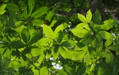 Vitex triflora