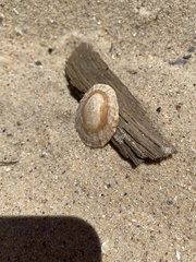 Cellana tramoserica