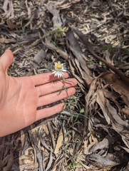 Helichrysum leucopsideum