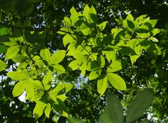 Vitex triflora