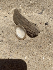 Cellana tramoserica