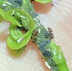 Brachymyrmex obscurior